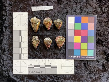 ventral possible photo thumbnail