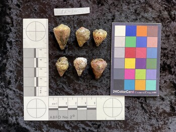 dorsal possible photo thumbnail