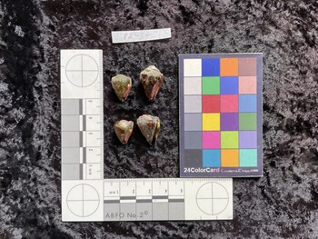 ventral possible photo thumbnail