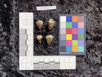dorsal possible photo thumbnail