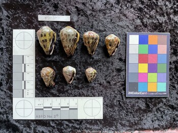 32.5*x21x25.5 ventral photo thumbnail