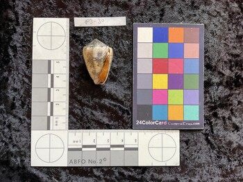 31x20.5x25.5 ventral photo thumbnail