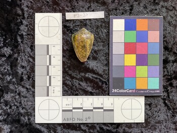 31x20.5x25.5 dorsal photo thumbnail