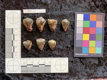 23x15.5x20 ventral photo thumbnail