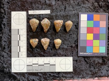 23x15.5x20 dorsal photo thumbnail