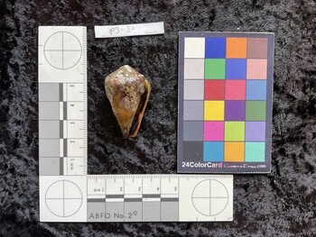 39.5x23.5x31.5 ventral photo thumbnail