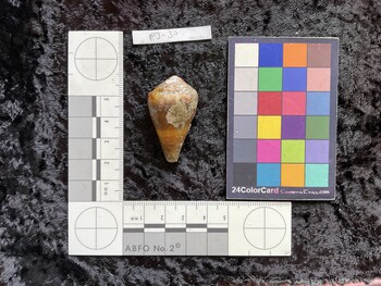 39.5x23.5x31.5 dorsal photo thumbnail