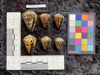 ventral possible photo thumbnail