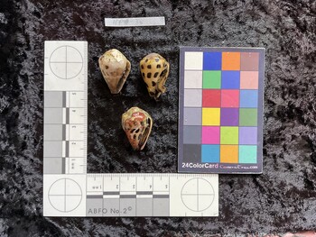 ventral possible photo thumbnail