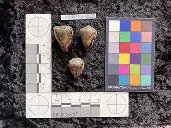 26x18x24.5 ventral photo thumbnail