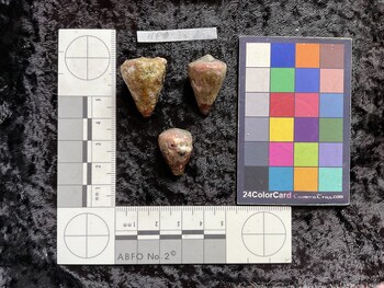 26x18x24.5 dorsal photo thumbnail