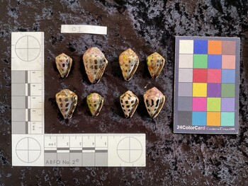 ventral possible photo thumbnail