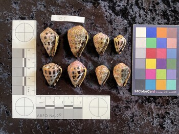 ventral possible photo thumbnail