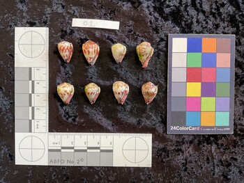 ventral possible photo thumbnail