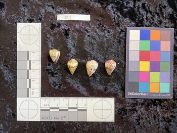ventral possible photo thumbnail