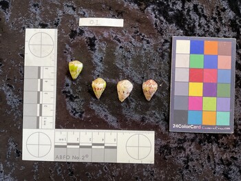 dorsal possible photo thumbnail