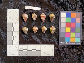 ventral possible photo thumbnail
