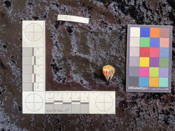 ventral possible photo thumbnail