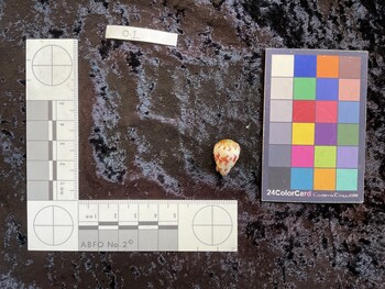 dorsal possible photo thumbnail
