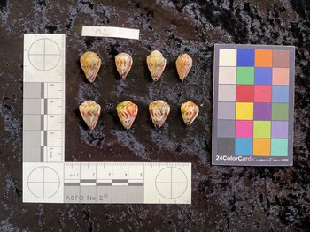 ventral possible photo thumbnail