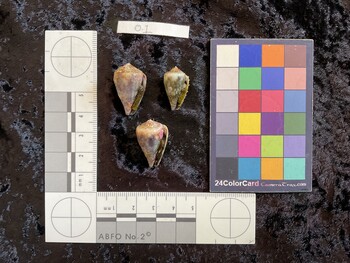 25x16x20 ventral photo thumbnail