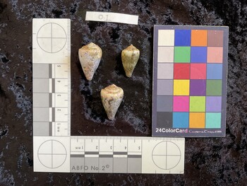 25x16x20 dorsal photo thumbnail