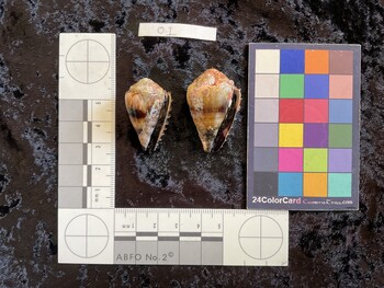 33*x20.5x26.5 ventral photo thumbnail