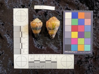 33*x20.5x26.5 dorsal photo thumbnail