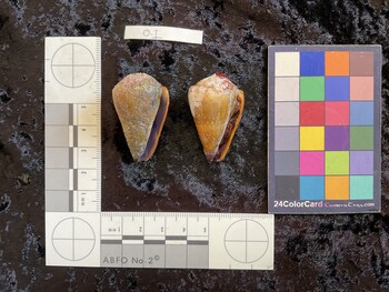 ventral possible photo thumbnail