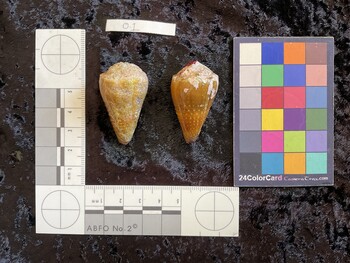 dorsal possible photo thumbnail