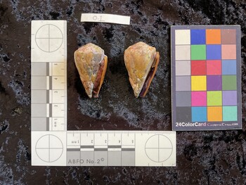 ventral possible photo thumbnail