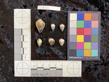 11x6.5x9.5 ventral photo thumbnail