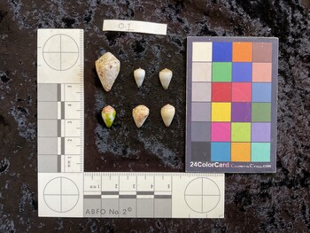 11x6.5x9.5 dorsal photo thumbnail