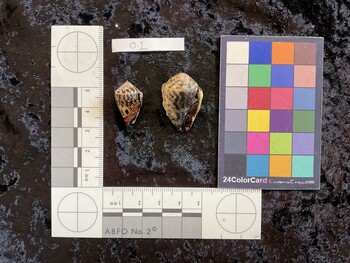 22x13.5x16 ventral photo thumbnail
