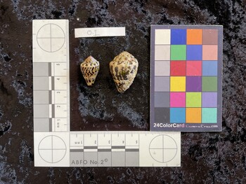22x13.5x16 dorsal photo thumbnail