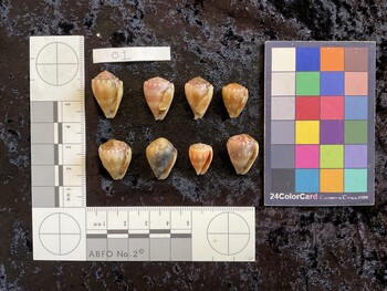 ventral possible photo thumbnail