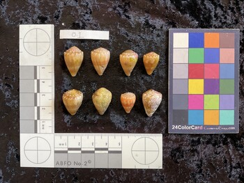 dorsal possible photo thumbnail