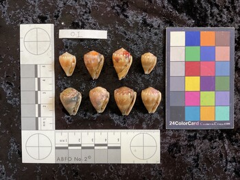 ventral possible photo thumbnail
