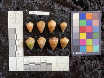 dorsal possible photo thumbnail