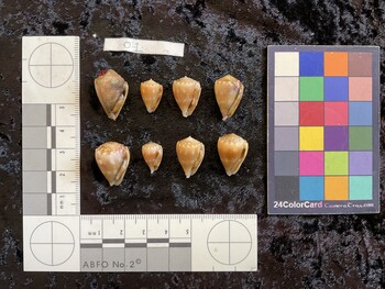ventral possible photo thumbnail