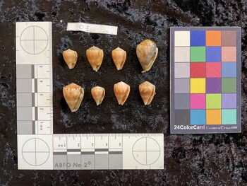 ventral possible photo thumbnail