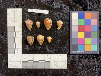 ventral possible photo thumbnail