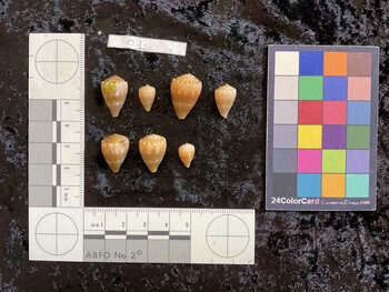 dorsal possible photo thumbnail