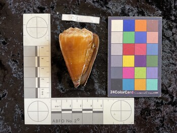 55.5x34x50 ventral photo thumbnail