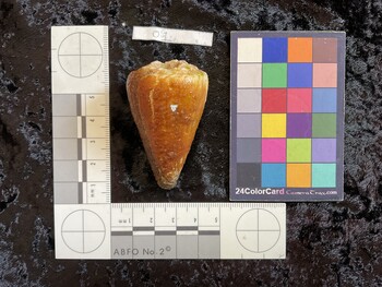 55.5x34x50 dorsal photo thumbnail