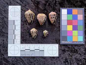 29x19.5x22.5 ventral photo thumbnail