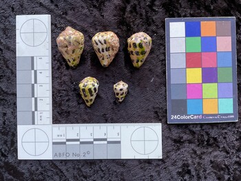 29x19.5x22.5 dorsal photo thumbnail