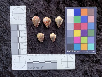 19*x12.5x13.5 ventral photo thumbnail
