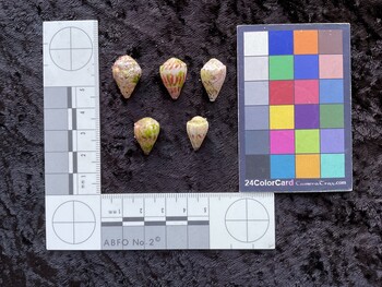 19*x12.5x13.5 dorsal photo thumbnail