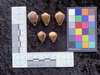 24x16.5x17.5 ventral photo thumbnail